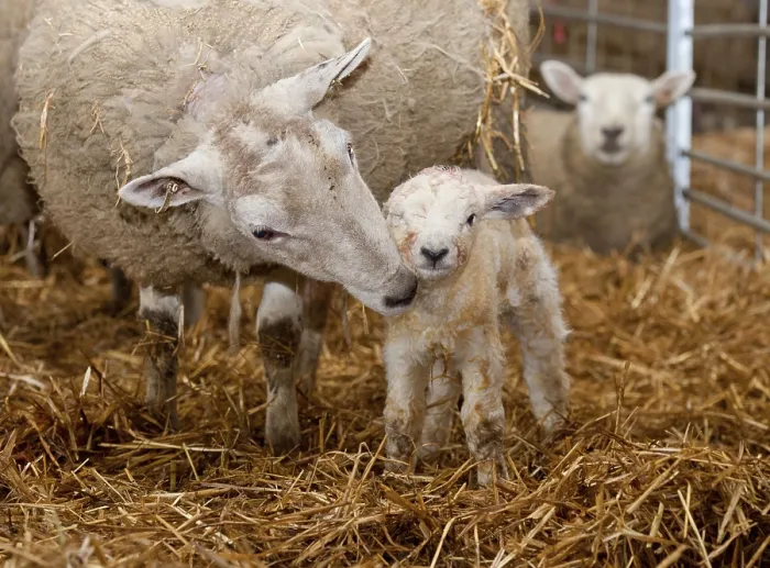 Framed Print : Domestic sheep, Texel cross between ewe and newborn Texel lamb