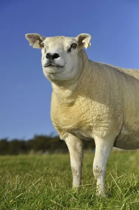 Framed Print : Domestic Sheep, Texel ewe, standing in pasture