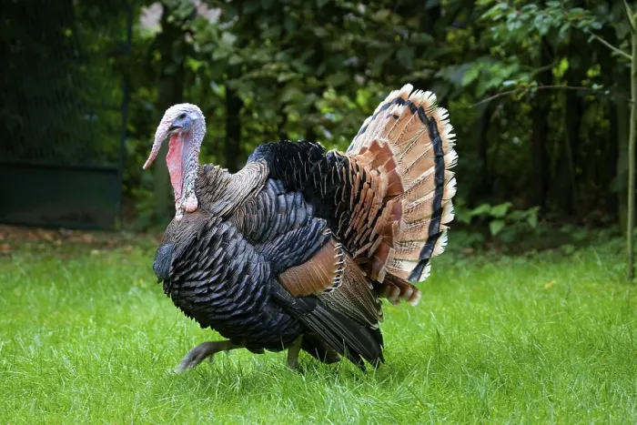 Framed Print : Domestic turkey, free range, turkey, turkey hen