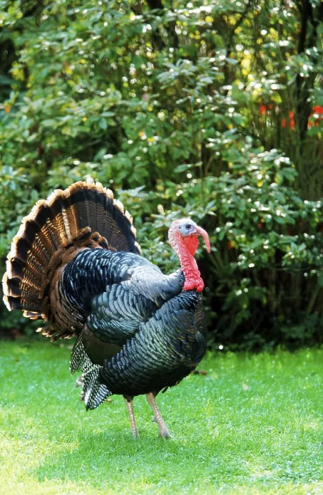Framed Print : Domestic turkeys, common turkey (Meleagris gallopavo)