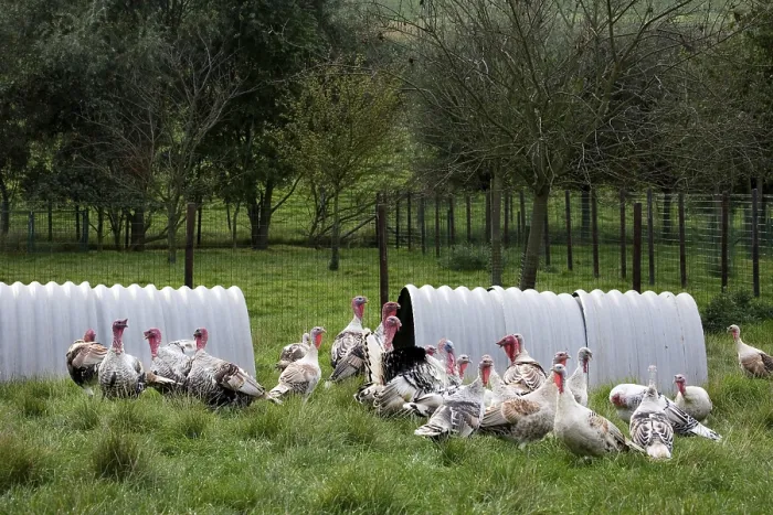 Framed Print : Domestic turkeys, turkey, turkeys