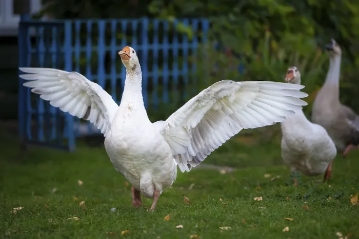Framed Print : Domestic village goose flaps its wings White goose