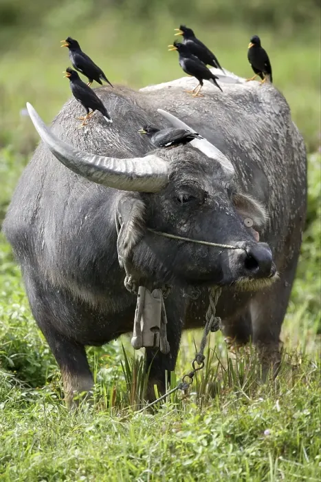 Framed Print : Domestic Water Buffalo (Bubalis bubalis)