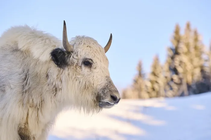 Framed Print : Domestic yak (Bos grunniens) on a snowy meadow in the mountains in tirol