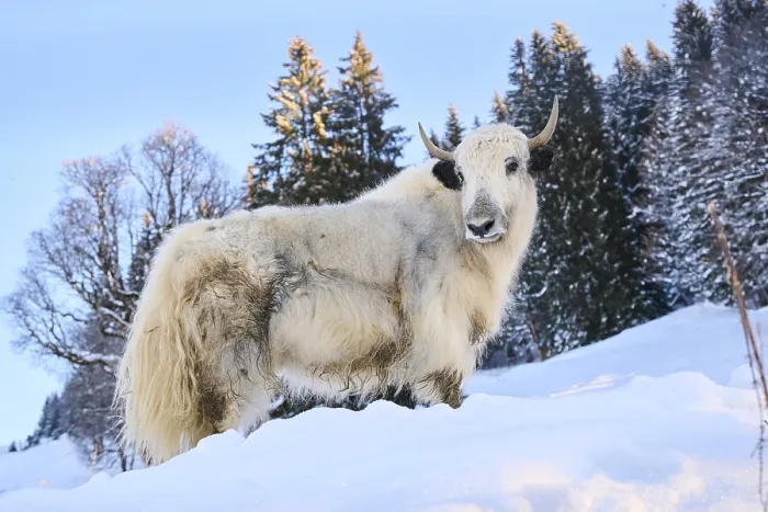 Framed Print : Domestic yak (Bos grunniens) on a snowy meadow in the mountains in tirol