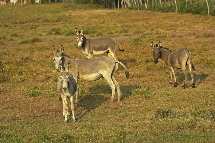 Framed Print : Domesticated donkeys, Los Lianos in Venezuela