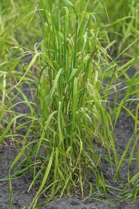 Framed Print : Domesticated einkorn wheat (Triticum monococcum) plants on field in late spring