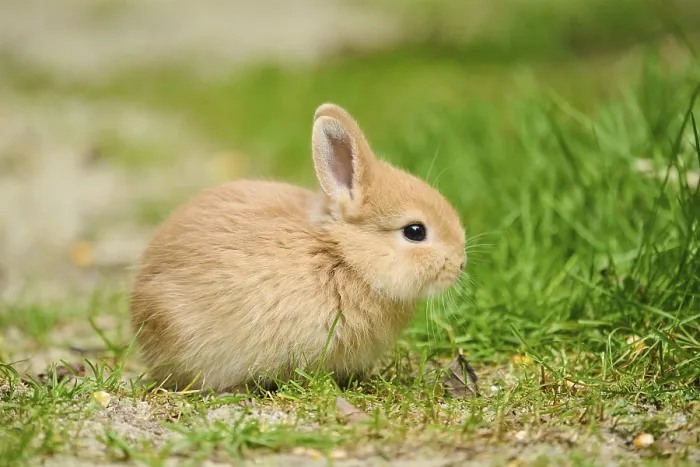 Framed Print : Domesticated rabbit (Oryctolagus cuniculus domesticus) cub on a meadow