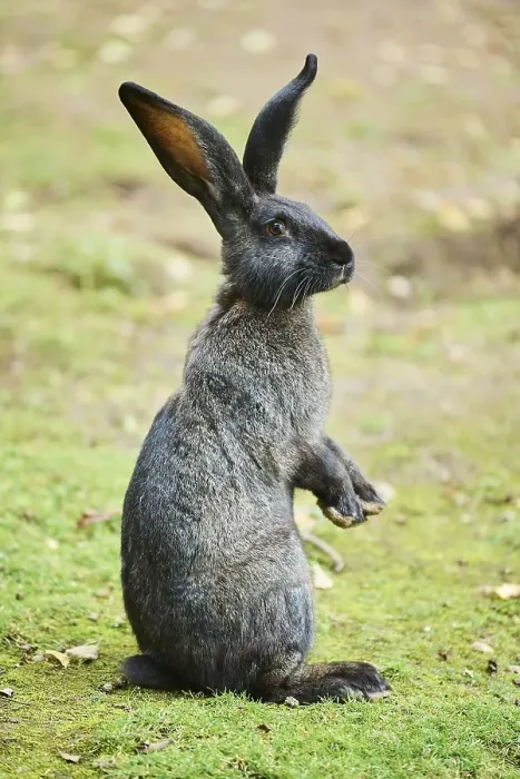 Framed Print : Domesticated rabbit (Oryctolagus cuniculus forma domestica) on a meadow