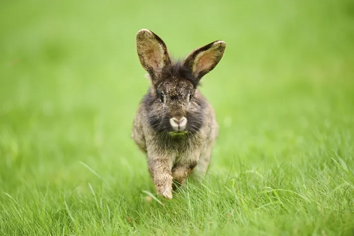 Framed Print : Domesticated rabbit (Oryctolagus cuniculus forma domestica) running on a meadow