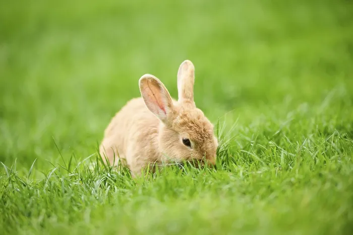 Framed Print : Domesticated rabbit (Oryctolagus cuniculus forma domestica) sitting on a meadow Framed Print : Domesticated rabbit (Oryctolagus cuniculus forma domestica) sitting on a meadow