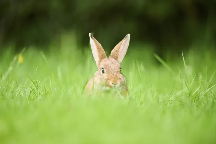 Framed Print : Domesticated rabbit (Oryctolagus cuniculus forma domestica) sitting on a meadow