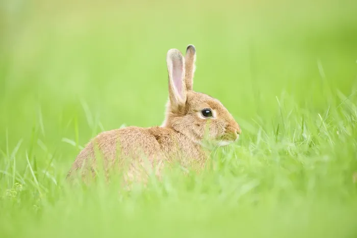 Framed Print : Domesticated rabbit (Oryctolagus cuniculus forma domestica) sitting on a meadow
