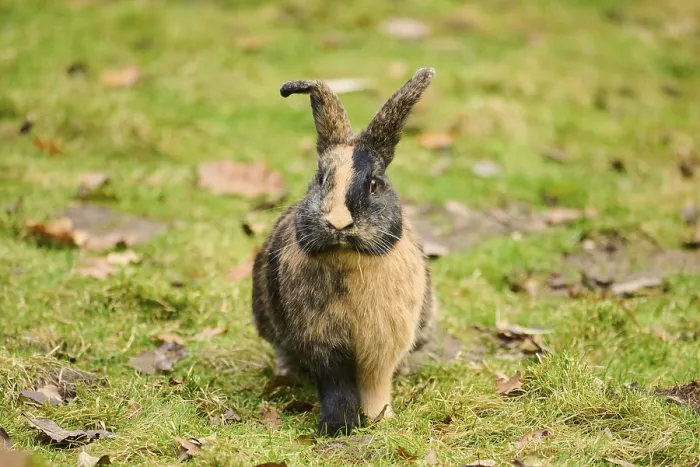 Framed Print : Domesticated rabbit (Oryctolagus cuniculus forma domestica) sitting on a meadow