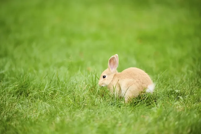 Framed Print : Domesticated rabbit (Oryctolagus cuniculus forma domestica) sitting on a meadow