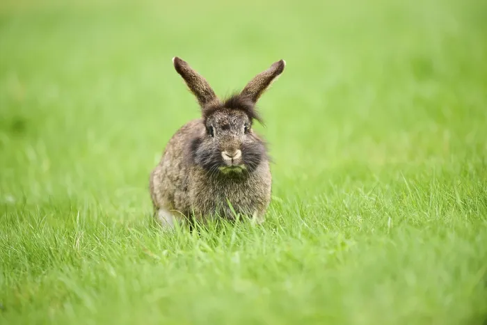 Framed Print : Domesticated rabbit (Oryctolagus cuniculus forma domestica) sitting on a meadow Framed Print : Domesticated rabbit (Oryctolagus cuniculus forma domestica) sitting on a meadow