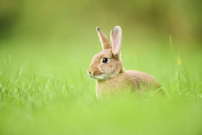Framed Print : Domesticated rabbit (Oryctolagus cuniculus forma domestica) sitting on a meadow Framed Print : Domesticated rabbit (Oryctolagus cuniculus forma domestica) sitting on a meadow