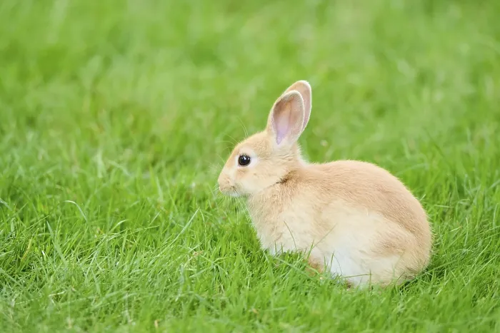 Framed Print : Domesticated rabbit (Oryctolagus cuniculus forma domestica) sitting on a meadow