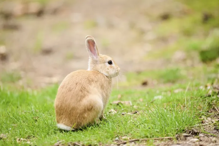 Framed Print : Domesticated rabbit (Oryctolagus cuniculus forma domestica) sitting on a meadow Framed Print : Domesticated rabbit (Oryctolagus cuniculus forma domestica) sitting on a meadow