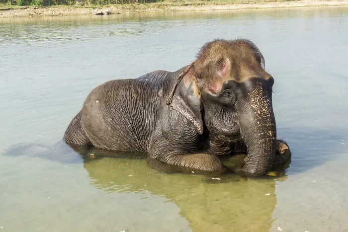 Framed Print : Domesticated young Asian elephant (Elephas maximus) bathing in shallow river