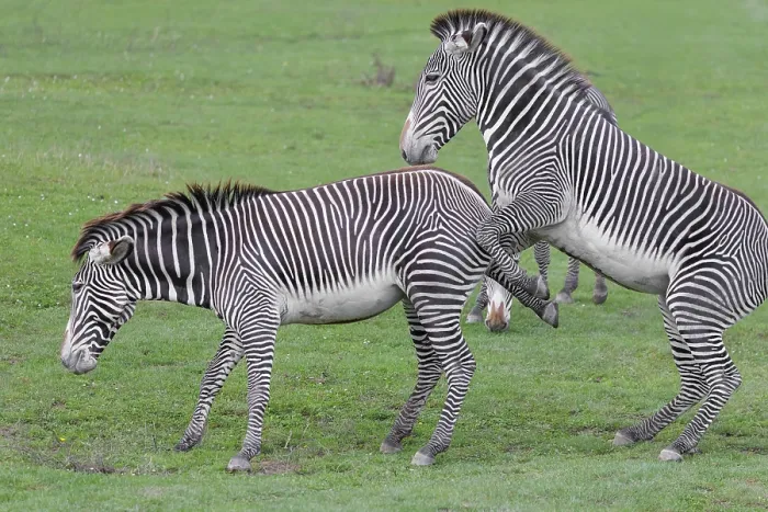 Framed Print : Dominance behaviour between two Grevy's zebras (Equus grevyi) Framed Print : Dominance behaviour between two Grevy's zebras (Equus grevyi)