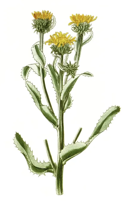 Framed Print : Donia ciliata, Grindelia ciliata