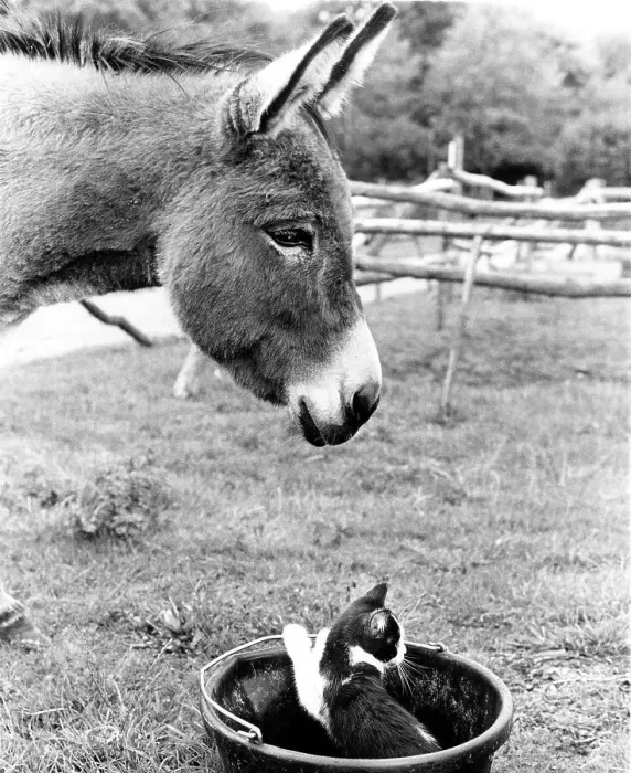 Framed Print : Donkey with cat in bucket, England, Great Britain Framed Print : Donkey with cat in bucket, England, Great Britain