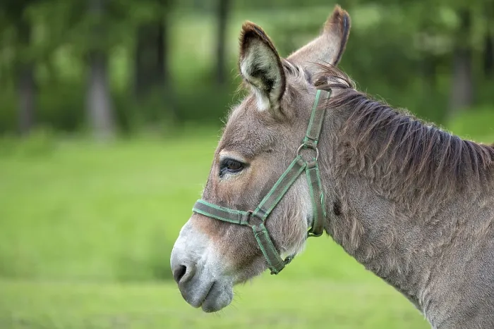 Framed Print : Donkey in a clearing, a portrait in the wild