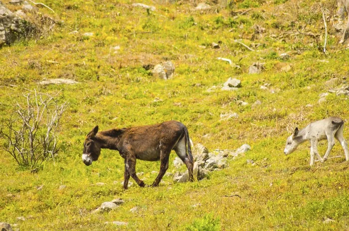 Framed Print : A donkey and her donkey in a meadow in the mountains of Sicily Framed Print : A donkey and her donkey in a meadow in the mountains of Sicily