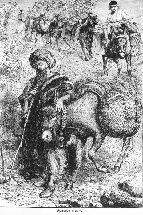 Framed Print : Donkey driver in Cairo, Egypt, donkey