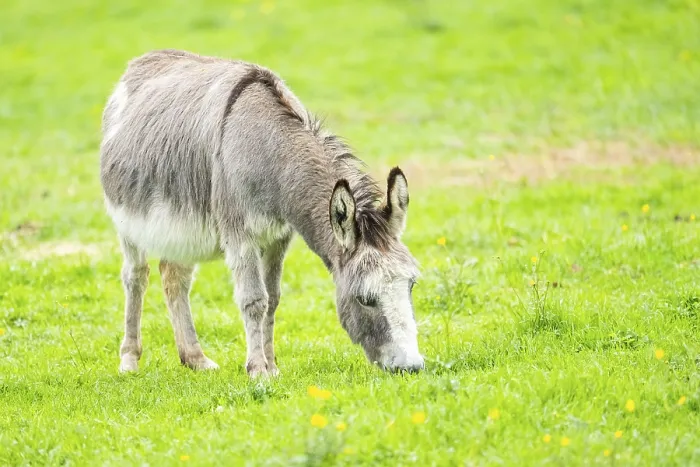 Framed Print : Donkey (Equus africanus asinus) standing on a meadow