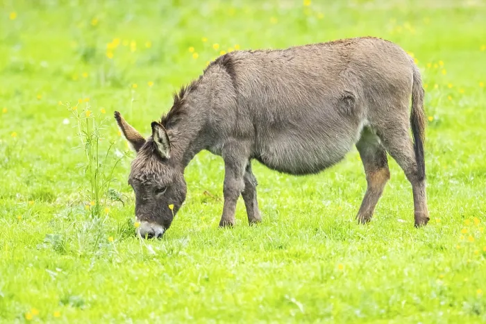 Framed Print : Donkey (Equus africanus asinus) standing on a meadow
