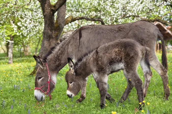 Framed Print : Donkey (Equus asinus), with foal in orchard