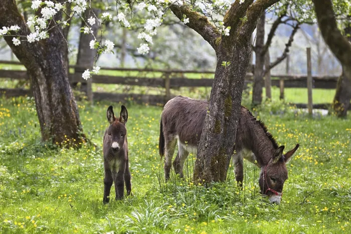 Framed Print : Donkey (Equus asinus), with foal in orchard