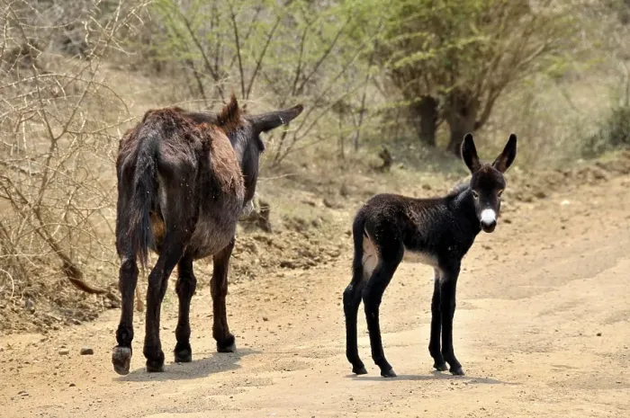 Framed Print : Donkey (Equus asinus) jenny and foal