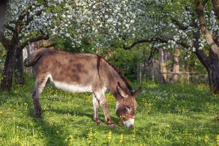 Framed Print : Donkey (Equus asinus), in orchard in Upper Bavaria with apple trees