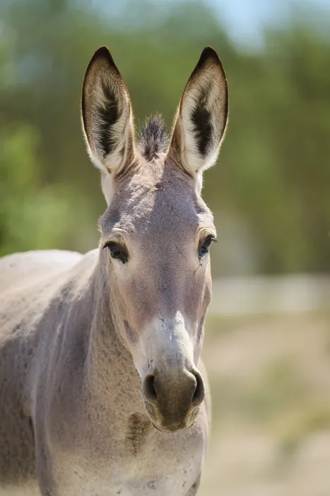 Framed Print : Donkey (Equus asinus), portrait, Spain, Europe