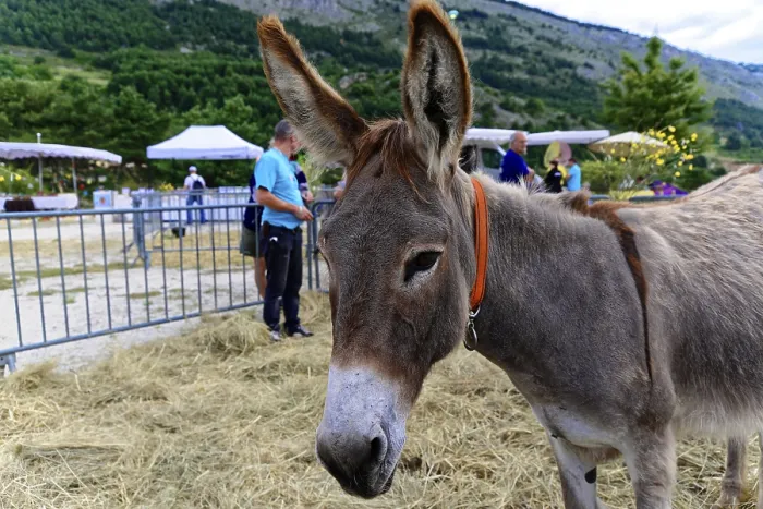 Framed Print : Donkey on a farm, surrounded by a rural landscape and visitors Framed Print : Donkey on a farm, surrounded by a rural landscape and visitors