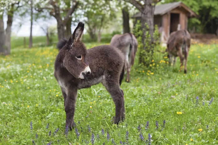 Framed Print : Donkey foal (Equus asinus), in orchard