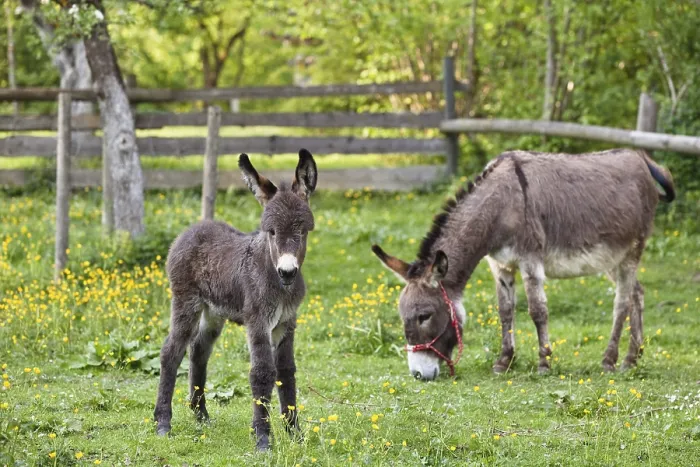 Framed Print : Donkey with foal in orchard, Equus asinus