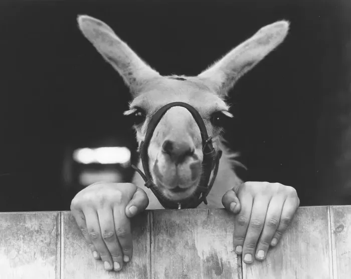 Framed Print : Donkey and Human Hands, England, Great Britain