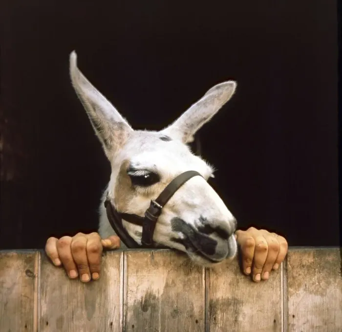 Framed Print : Donkey and Human Hands, England, Great Britain