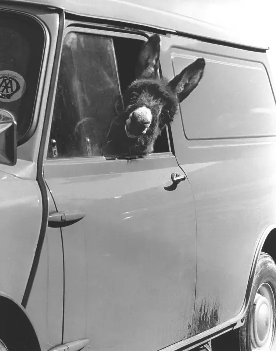 Framed Print : Donkey looks out of the car window Framed Print : Donkey looks out of the car window