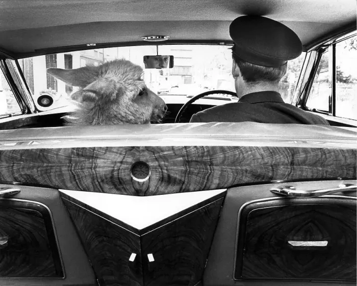 Framed Print : Donkey with man in car, England, Great Britain