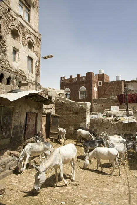 Framed Print : Donkey market, Sana