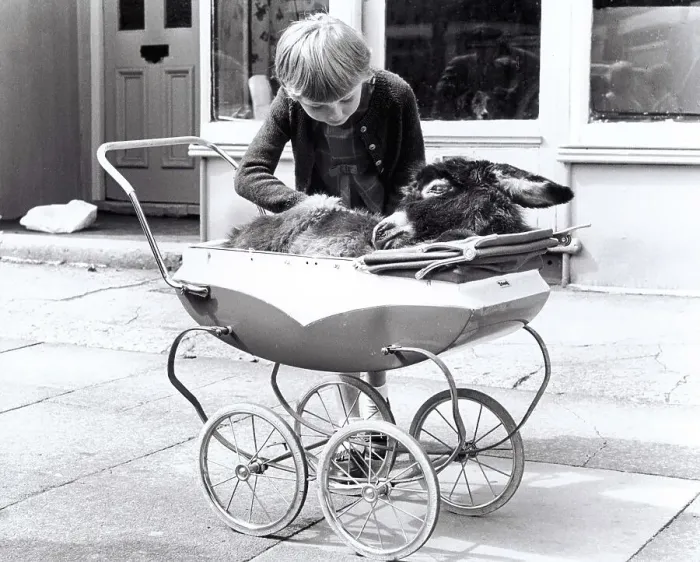 Framed Print : A donkey in a pram, England, Great Britain Framed Print : A donkey in a pram, England, Great Britain