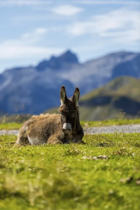 Framed Print : A donkey is relaxing in a meadow in front of a mountain backdrop