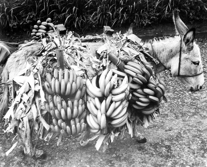 Framed Print : Donkey wears banana plants, Mexico City