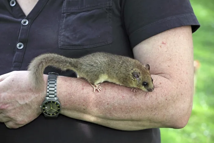 Framed Print : Dormouse (Glis glis) sitting on the arm of a carer