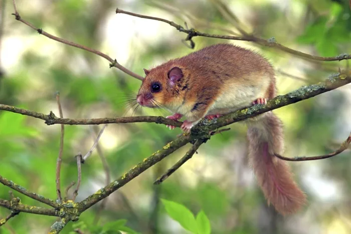 Framed Print : Dormouse (Glis glis) sitting on a branch